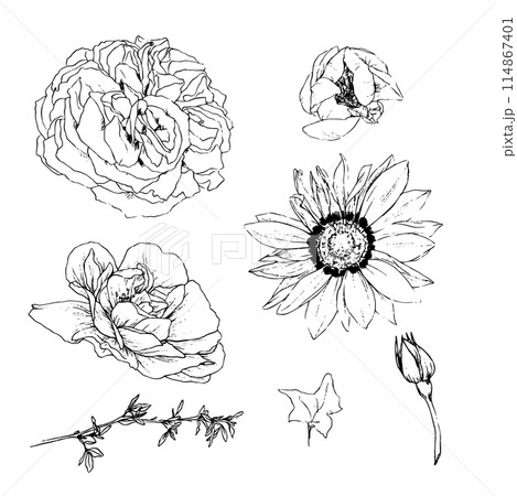 Vector illustration set of roses flowers and leaves, hand draw 114867401
