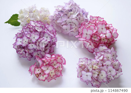 紫陽花の花びら、ピンクのアジサイの花びら、白バックにアジサイの花びら 紫陽花の花びら、ピンクのアジサイの花びら、白バックにアジサイの花びら 114867490