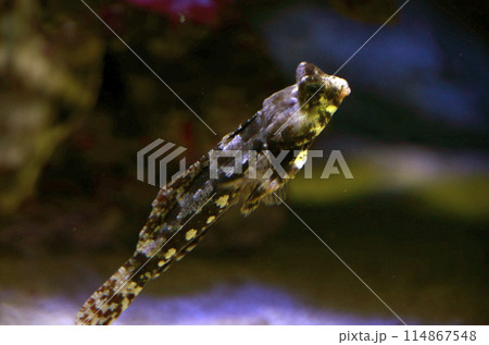 コウワンテグリ 114867548