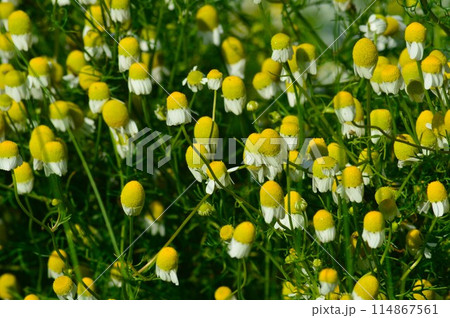 早朝の花びらを閉じたカモミール 早朝の花びらを閉じたカモミール 114867561