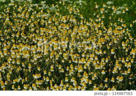 早朝の花びらを閉じたカモミール 早朝の花びらを閉じたカモミール 114867563