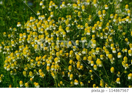 早朝の花びらを閉じたカモミール 早朝の花びらを閉じたカモミール 114867567