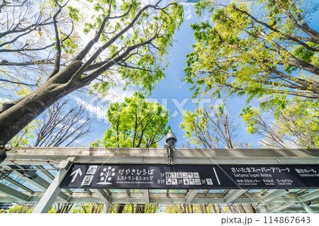 「埼玉県」さいたま新都心のけやきひろば 「埼玉県」さいたま新都心のけやきひろば 114867643