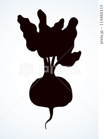 Beet. Vector drawing 114868115