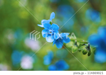 小さい青い花を咲かせる5月のシノグロッサム 114869021