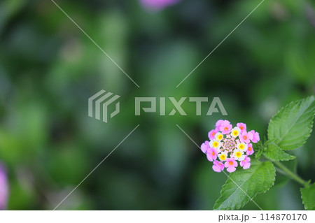 色変わりする、ランタナの花 114870170