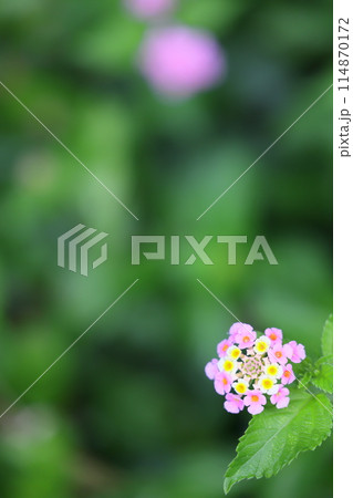 色変わりする、ランタナの花 114870172