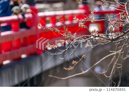 240410中橋桜g001 114870891