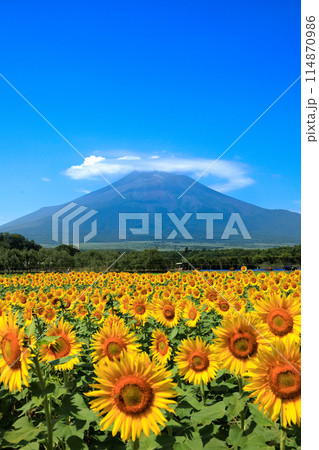 向日葵咲く山中湖花の都公園から望む笠富士 向日葵咲く山中湖花の都公園から望む笠富士 114870986