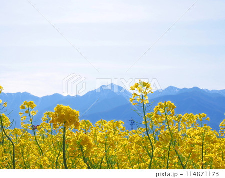 信州のアルプス山脈を望む菜の花畑 信州のアルプス山脈を望む菜の花畑 114871173
