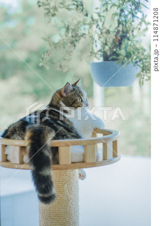 pet care concept with scottish cat relax and play in living room pet care concept with scottish cat relax and play in living room 114871208