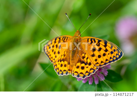 ギンボシヒョウモン 114871217