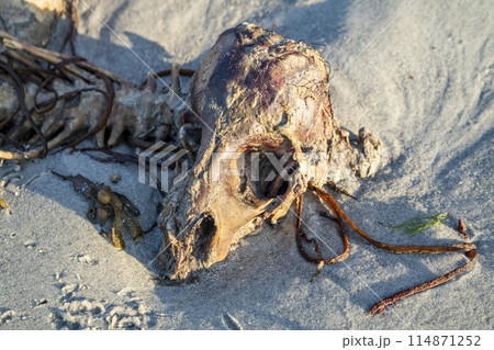 The skeleton of a dead sheep lying on the beach The skeleton of a dead sheep lying on the beach 114871252
