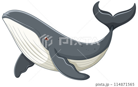 Majestic Whale in Ocean Majestic Whale in Ocean 114871565