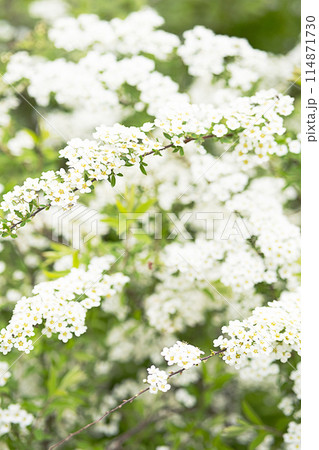 Spirea with white flowers blooming in the garden. 114871730