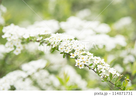 Spring blossom by tender white flowers. Spring blossom by tender white flowers. 114871731