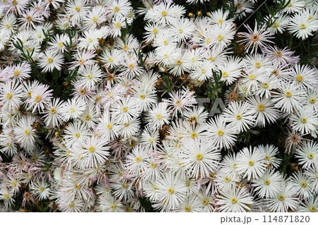 シロバナ松葉菊の白い花 シロバナ松葉菊の白い花 114871820