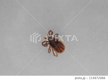 ヤマトマダニ 114872066