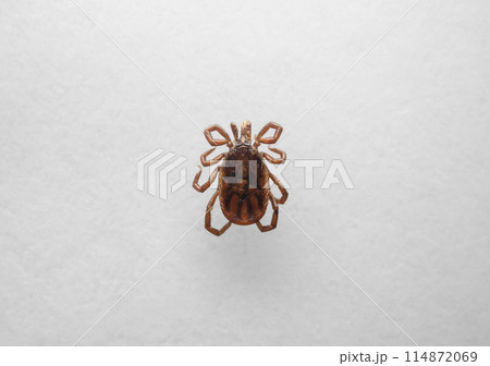 ヤマトマダニ 114872069