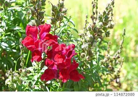 キンギョソウ（金魚草） 114872080