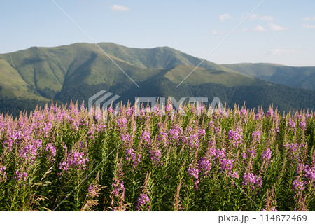 Mountain Meadow with Blooming Fireweed Mountain Meadow with Blooming Fireweed 114872469