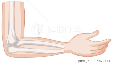 Human Elbow Bone Anatomy Illustration Human Elbow Bone Anatomy Illustration 114872473