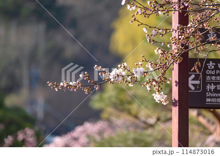 240412中橋桜g088 240412中橋桜g088 114873016