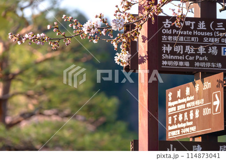 240412中橋桜g024 114873041