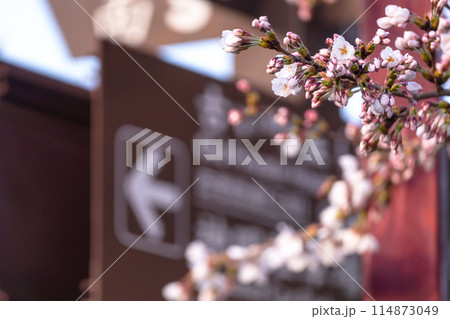 240412中橋桜g012 240412中橋桜g012 114873049