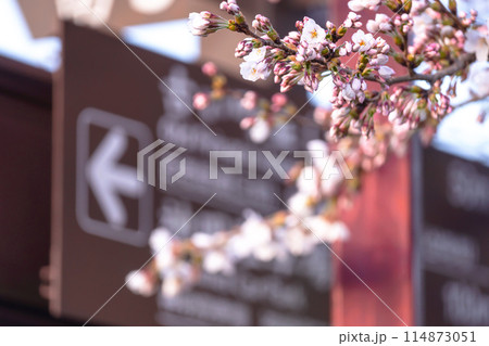 240412中橋桜g008 240412中橋桜g008 114873051