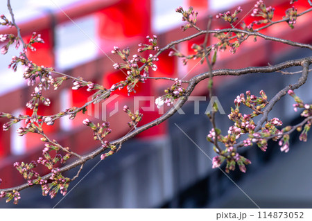 240412中橋桜g006 240412中橋桜g006 114873052