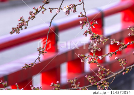 240412中橋桜g004 114873054