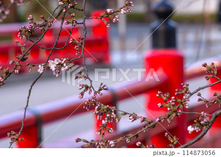 240412中橋桜g002 114873056