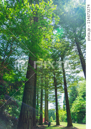 レッドヒル ヒーサーの森、緑美しいセンペルセコイア〈三重県津市〉 114873274