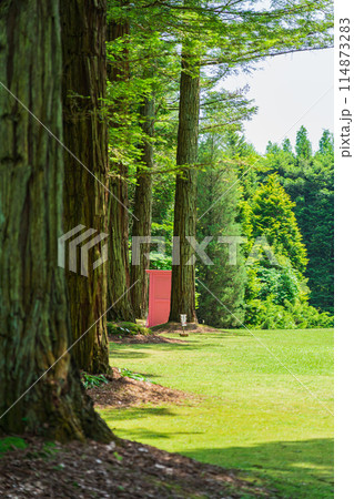 レッドヒル ヒーサーの森、緑美しいセンペルセコイア〈三重県津市〉 レッドヒル ヒーサーの森、緑美しいセンペルセコイア〈三重県津市〉 114873283