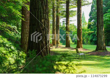 レッドヒル ヒーサーの森、緑美しいセンペルセコイア〈三重県津市〉 レッドヒル ヒーサーの森、緑美しいセンペルセコイア〈三重県津市〉 114873299
