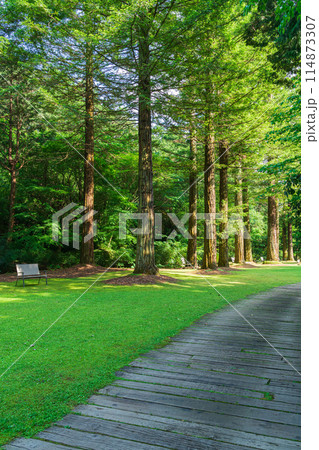 レッドヒル ヒーサーの森、緑美しいセンペルセコイア〈三重県津市〉 レッドヒル ヒーサーの森、緑美しいセンペルセコイア〈三重県津市〉 114873307