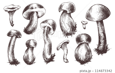 Forest edible mushrooms boletus and chanterelles. Graphic illustration, hand drawn with brown ink, line art monochrome. Set of elements on the theme of forest, harvest, nature. 114873342