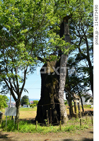 群馬県沼田市下川田町 パワースポット 川田神社の大ケヤキ 群馬県沼田市下川田町 パワースポット 川田神社の大ケヤキ 114873490