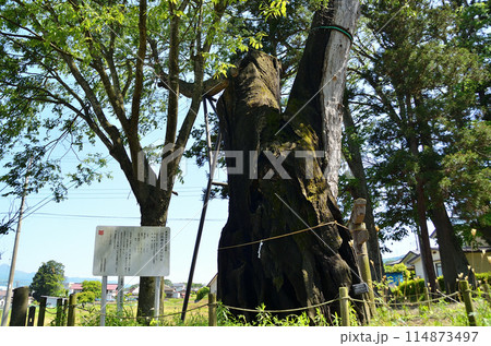 群馬県沼田市下川田町 パワースポット 川田神社の大ケヤキ 群馬県沼田市下川田町 パワースポット 川田神社の大ケヤキ 114873497
