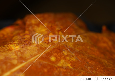 water drops on the Leaf water drops on the Leaf 114873657