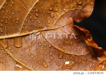 water drops on the Leaf 114873670