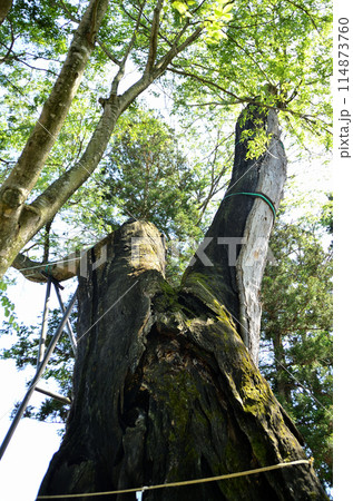 群馬県沼田市下川田町 パワースポット 川田神社の大ケヤキ 群馬県沼田市下川田町 パワースポット 川田神社の大ケヤキ 114873760