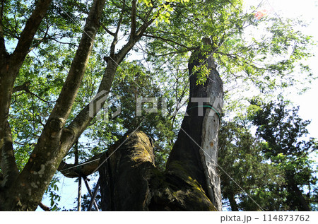 群馬県沼田市下川田町　パワースポット　川田神社の大ケヤキ 114873762