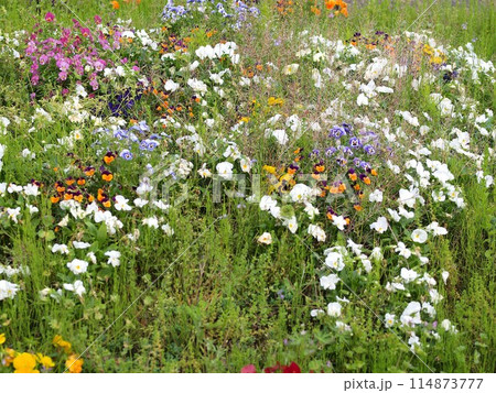 雑草がはえたパンジーの花壇 雑草がはえたパンジーの花壇 114873777