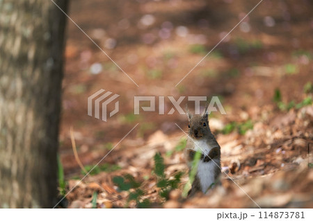 二本足で立つリス 114873781