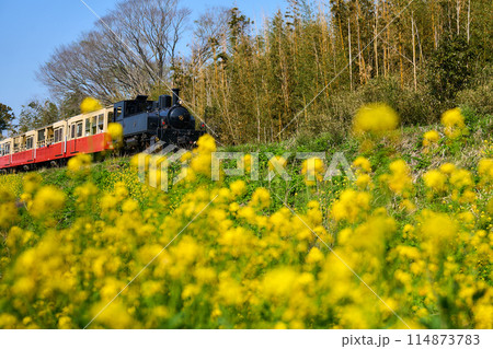 菜の花とトロッコ 114873783