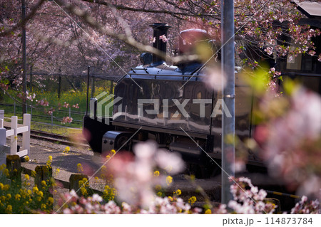 桜とトロッコ 桜とトロッコ 114873784