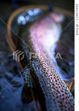 ニジマスのアブラビレ 114873893