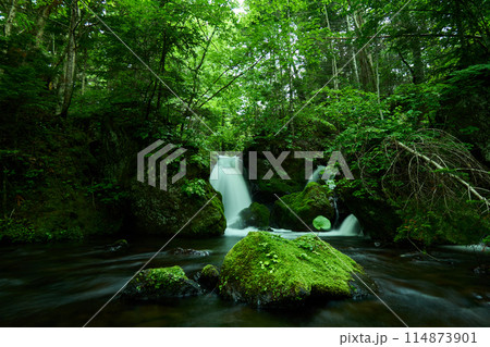緑の森を流れる清流 114873901